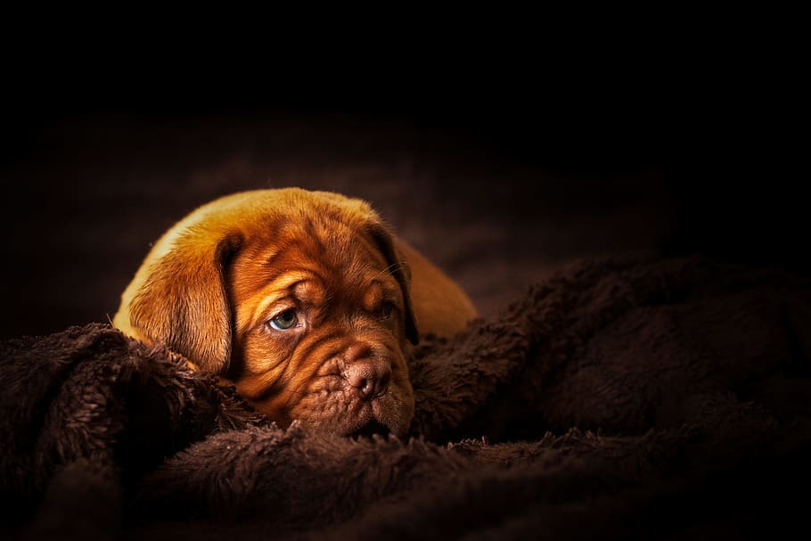 brown puppy lying on fur blanket, dog, nose, bordeaux, ear, eye, HD wallpaper