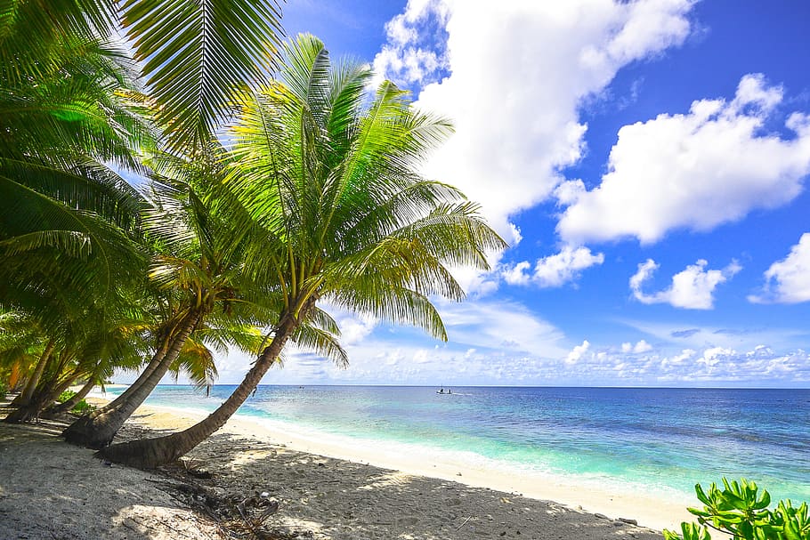 Beach, clouds, coast, daytime, island, ocean, outdoors, palm trees HD wallpaper