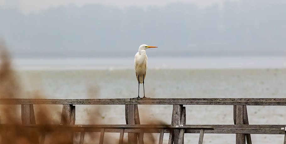 spring lake, egret, web, boardwalk, nature, water, mood, landscape HD wallpaper