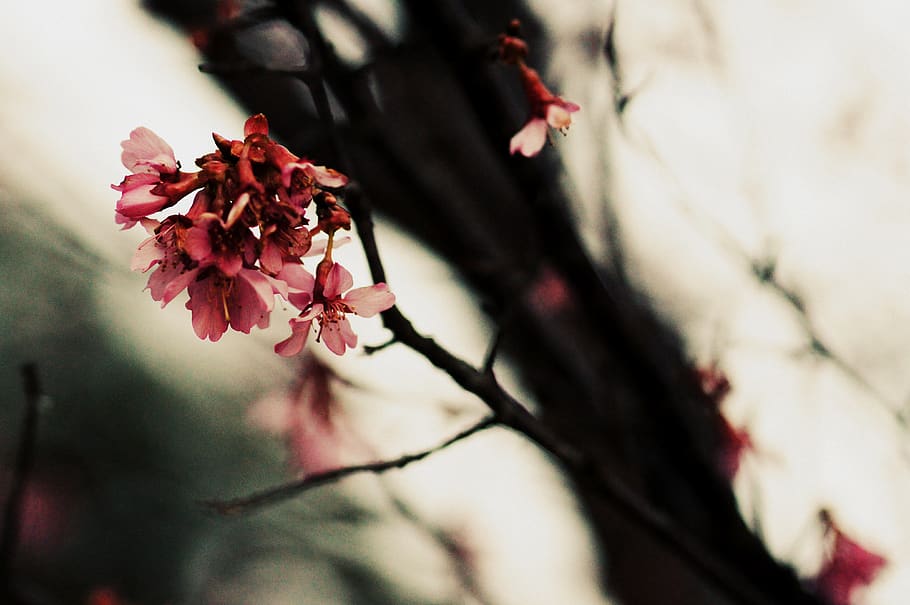 flower, tree, blossom, dof, nature, flora, floral, flowering plant HD wallpaper