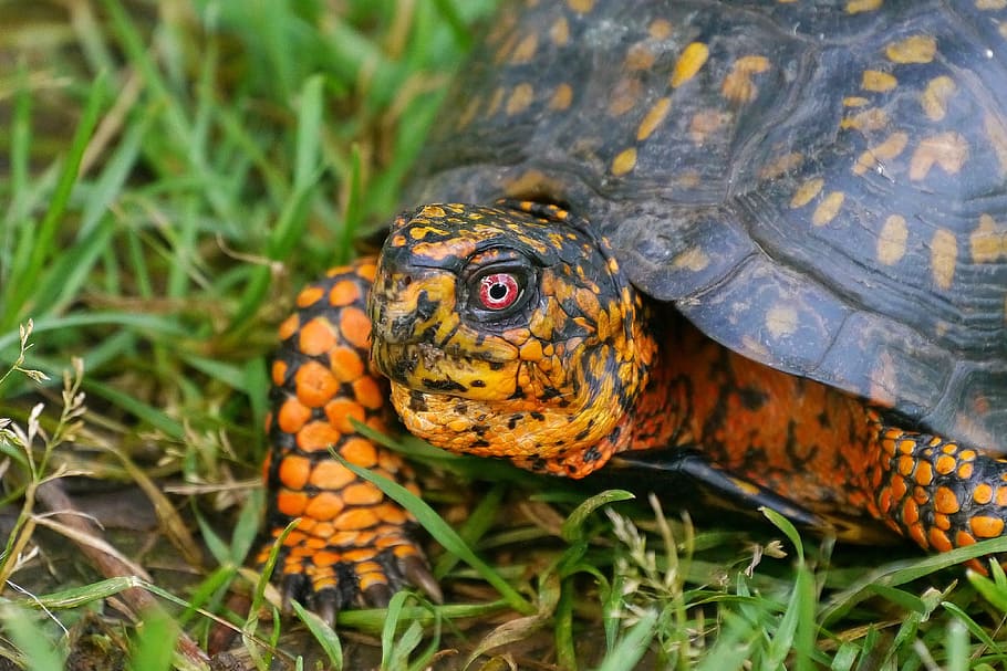 Closeup of an eastern box turtle crawling along in a grassy field., HD wallpaper