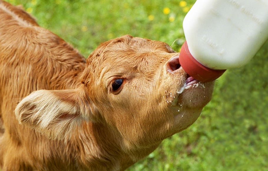 calf, bottle fed, nursing calf, brown calf, farm, cattle, rural, HD wallpaper
