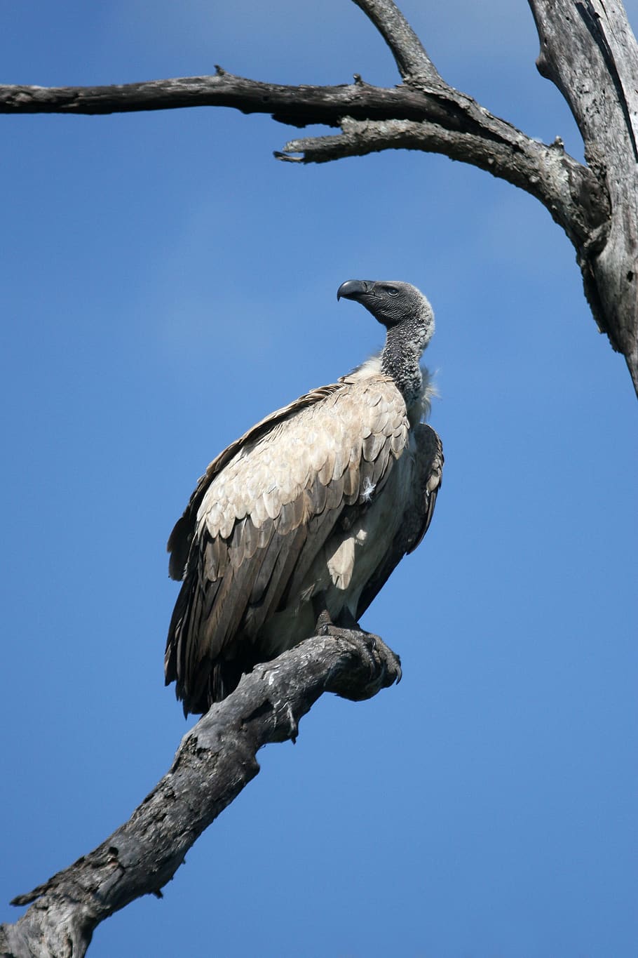 Black and Gray Vulture on Gray Wither Tree during Daytime, animal