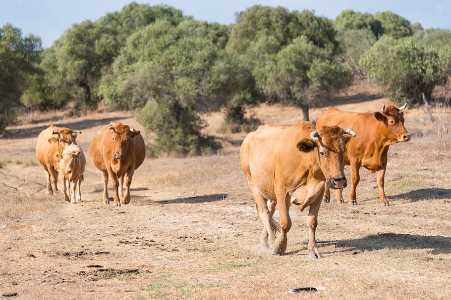 cows, herd, spain, dry, cattle, farm, dairy, livestock, animal, HD wallpaper