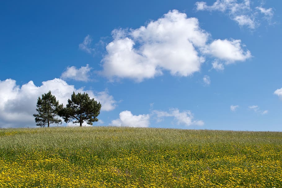 tree, pair, clouds, sky, blue, yellow, field, flower, spring HD wallpaper