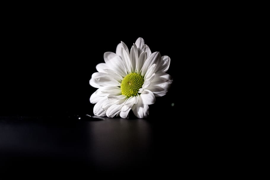 flower, macro, studio, darkness, blossom, flowering plant, fragility HD wallpaper