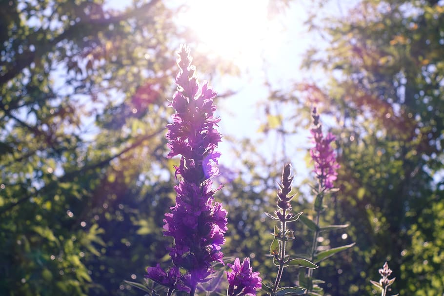 plant, growth, flower, flowering plant, beauty in nature, purple HD wallpaper
