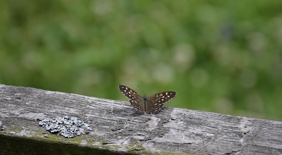 bug, butterfly, wings, animal wildlife, animals in the wild HD wallpaper