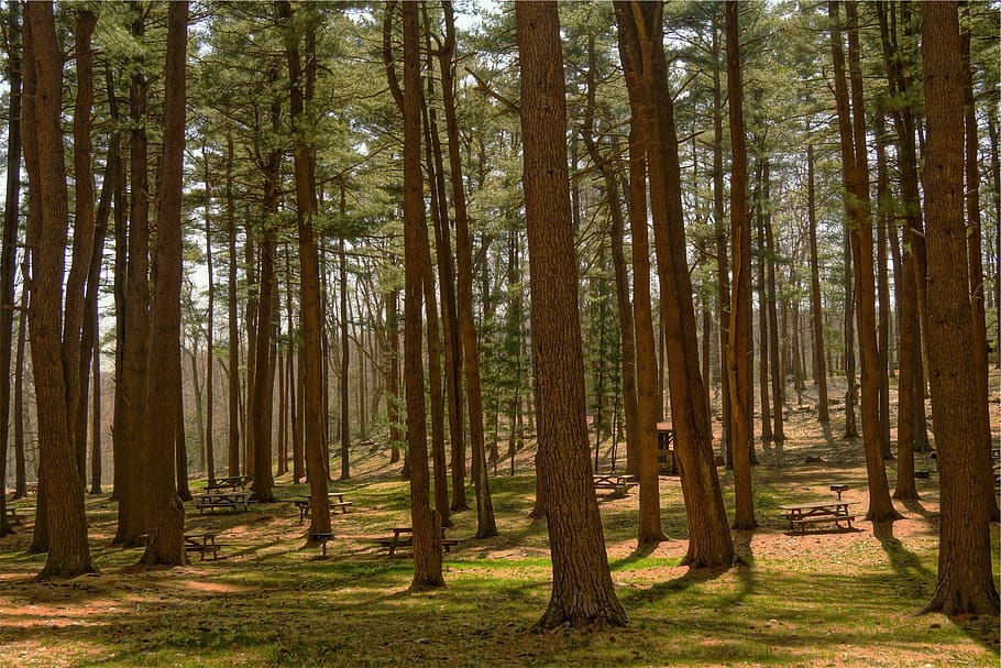 trees, woods, forest, grass, picnic tables, parc, plant, tree trunk HD wallpaper