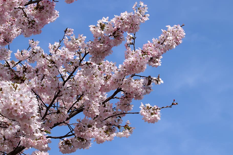 cherry blossom, cherry tree, spring, flowers, wood, flowering HD wallpaper