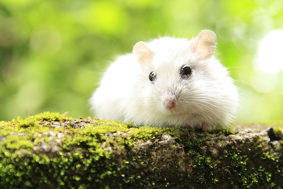 hamster, mouse, animals, pet, rodent, creature, small, nature HD wallpaper