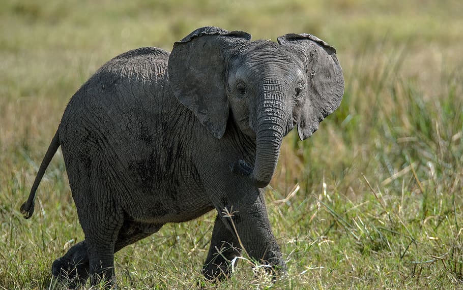 black elephant standing on grass, animal, animal themes, animal wildlife HD wallpaper