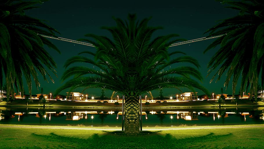 city, tree, palm, homes, house, river, water, palm tree, night HD wallpaper