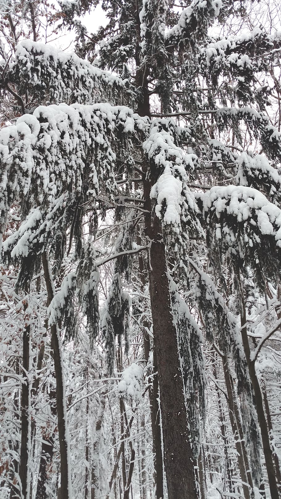 HD wallpaper united states chippewa falls winter forest