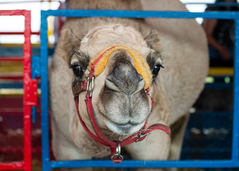brown camel, united states, topsfield, topsfield fairgrounds HD wallpaper