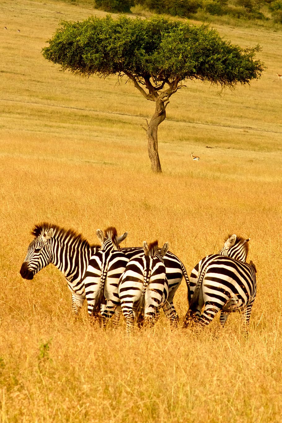 kenya, tree, yellow, zebra, africa, grass, animal, striped HD wallpaper