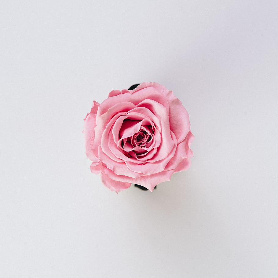 blooming pink flower, pink color, rose, flowering plant, beauty in nature HD wallpaper