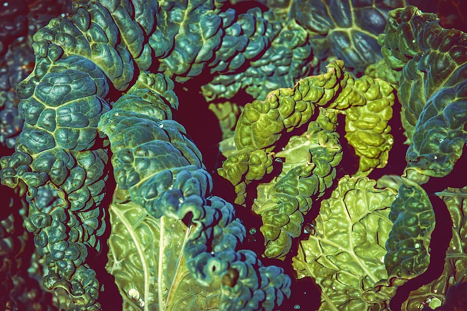 savoy, kohl, vegetables, edible, savoy cabbage, green, head cabbage, HD wallpaper