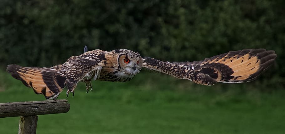 gray and brown owl, bird, animal, north yorkshire, unnamed road HD wallpaper