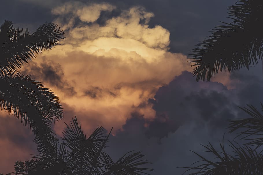 coconut tree under white cloud, nature, outdoors, plant, sky HD wallpaper