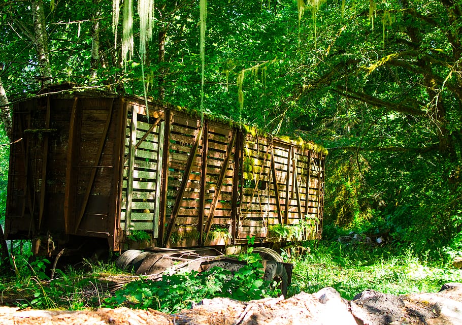 oregon, train, trees, abandoned, nature, plant, forest, green color HD wallpaper