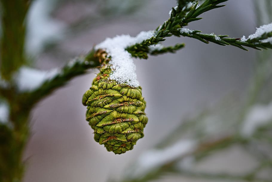 cone, forest, green, nature, detailed, tree, plant, close-up HD wallpaper