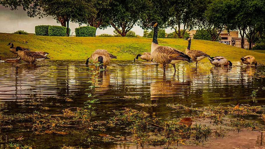 ducks, park, water, reflection, bird, nature, waterfowl, animal themes HD wallpaper