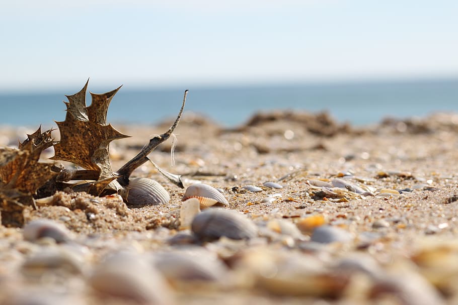 sea, sand, shells, ocean, summer, nature, the coast, holidays HD wallpaper