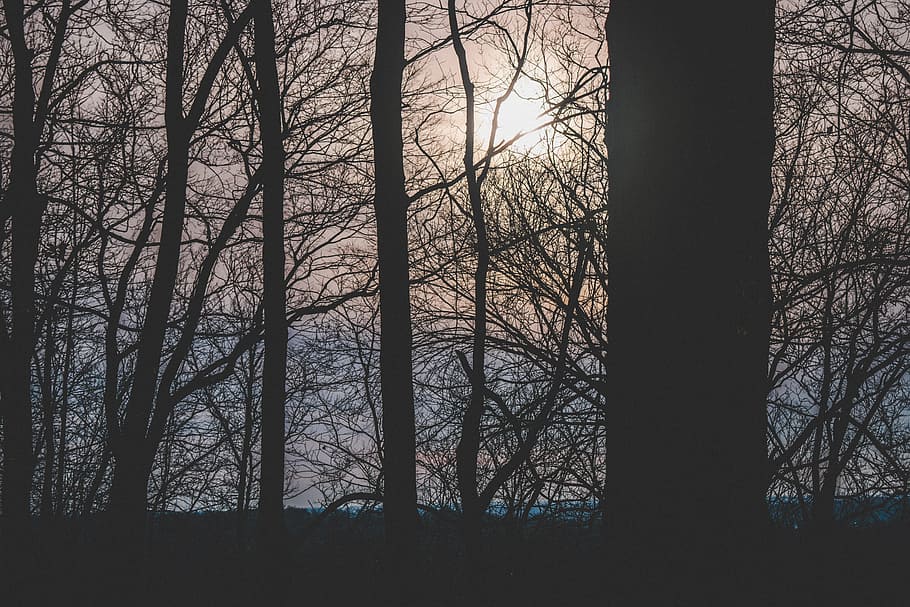 Silhouette Photograph of Trees, branches, dawn, environment, forest HD wallpaper
