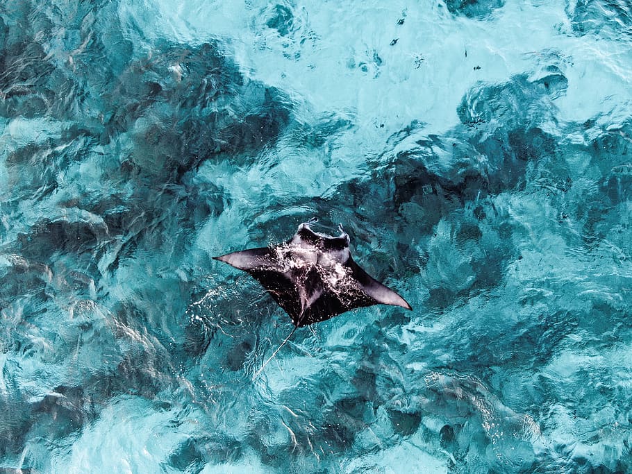 black string ray, water, swimming, sea, underwater, high angle view HD wallpaper