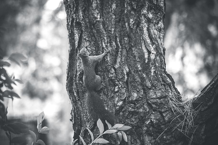 squirrel, forest, nature, animal, animal world, cute, rodent, HD wallpaper