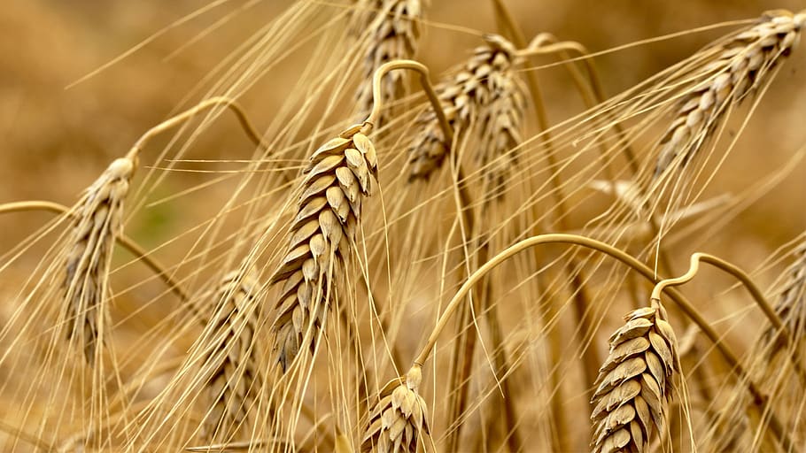 wheat, natural, nature, cereal plant, crop, agriculture, rural scene, HD wallpaper