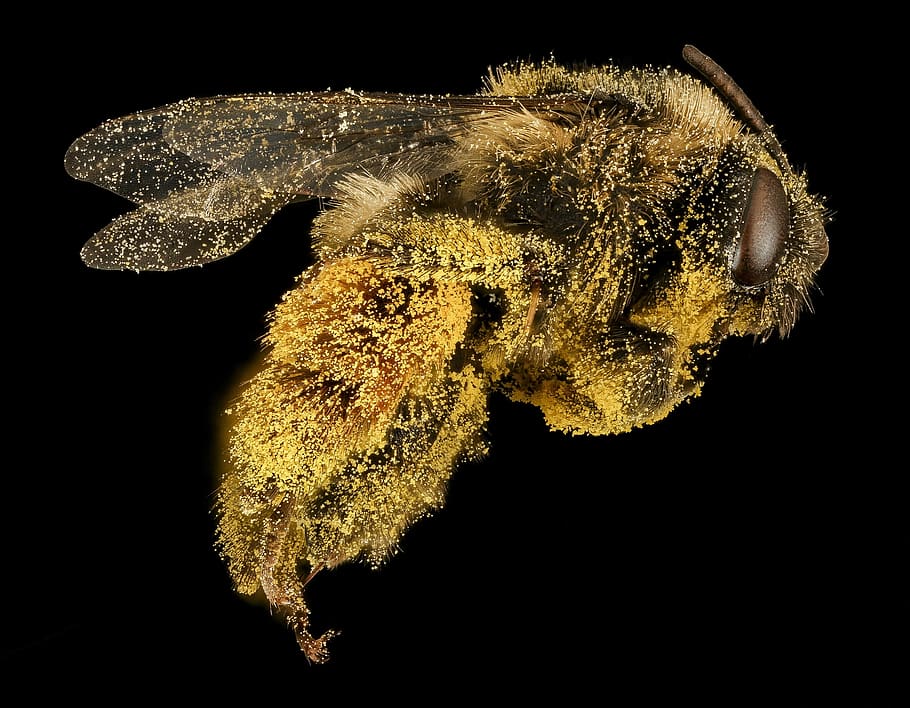 bee, pollination, macro, bumblebee, hairy, mounted, wildlife, HD wallpaper