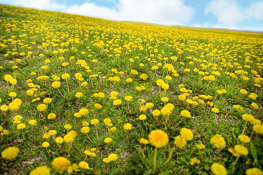 dandelions, spring, yellow, hill, meadow, field, blooming, sunny HD wallpaper