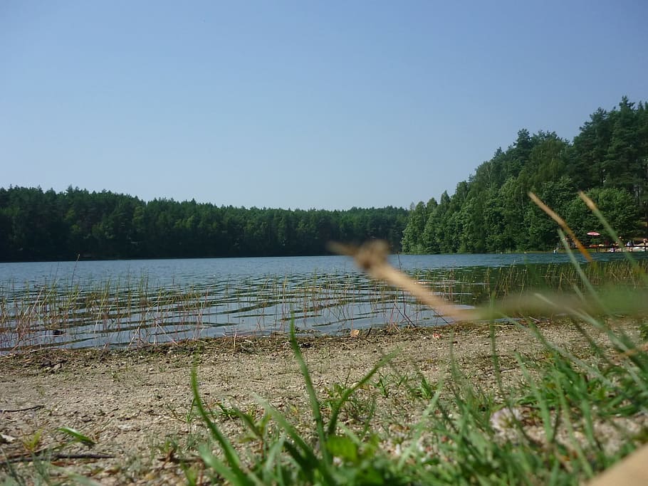 marsh, shore, lake, river, pond, reservoir, body of water, wetland HD wallpaper