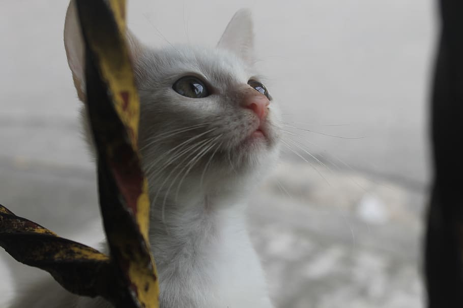 philippines, bulacan, animal themes, pets, mammal, domestic HD wallpaper