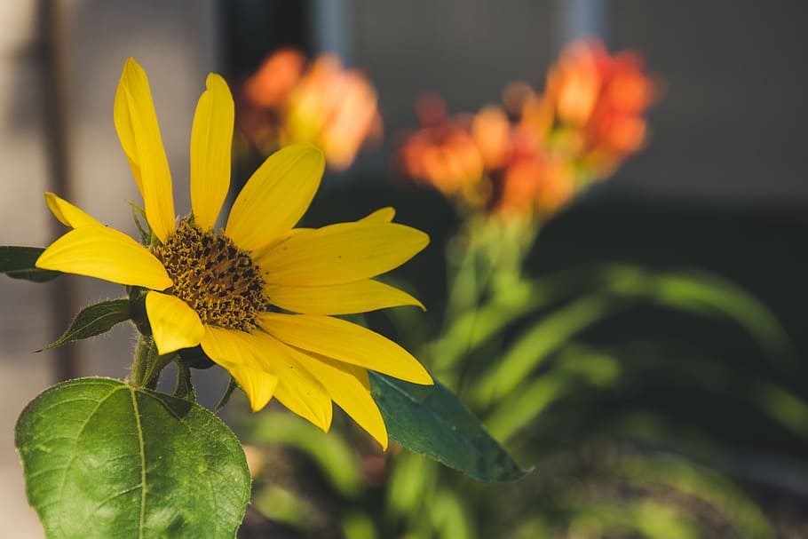 Yellow Sunflower Selective-focus Photography, bloom, blooming HD wallpaper