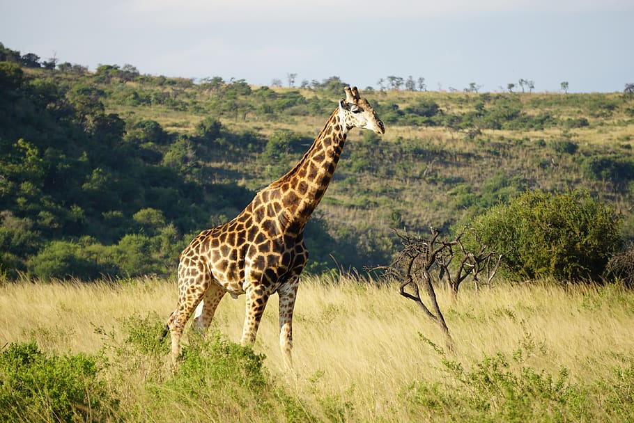 giraffe on green grass, animal, animal wildlife, animal themes HD wallpaper