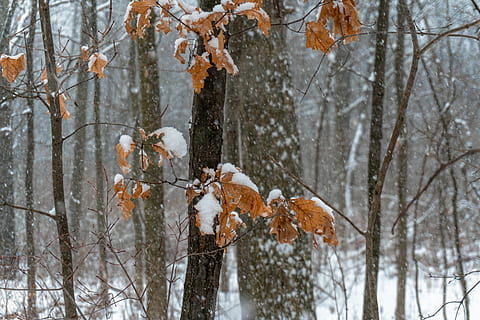 tree, plant, tree trunk, outdoors, nature, snow, insect, invertebrate HD wallpaper