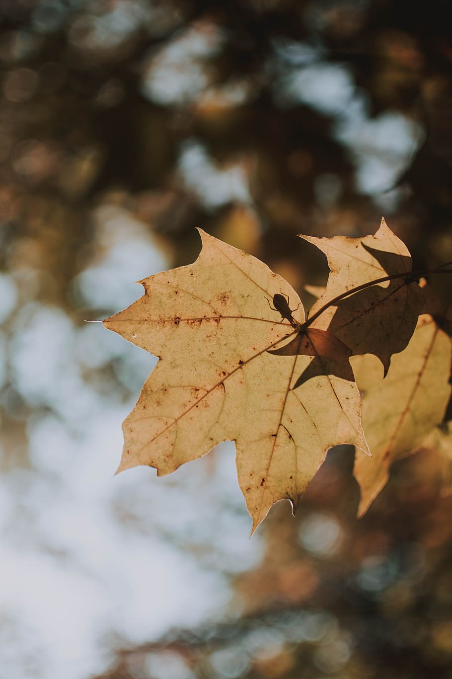 brown maple leaf in focus photography, beetle, insect, bug, nature HD wallpaper