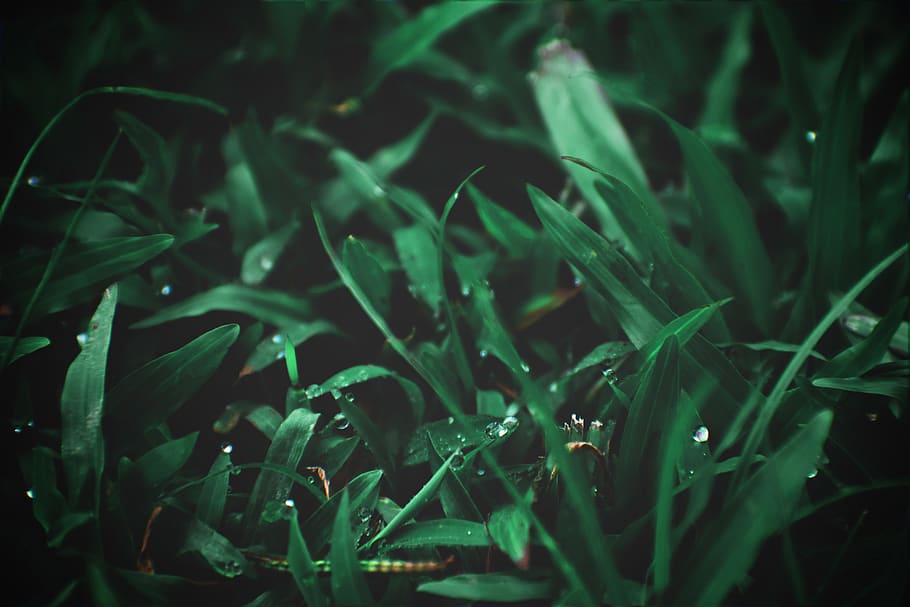 nature, tree, green, growth, plant, green color, beauty in nature HD wallpaper