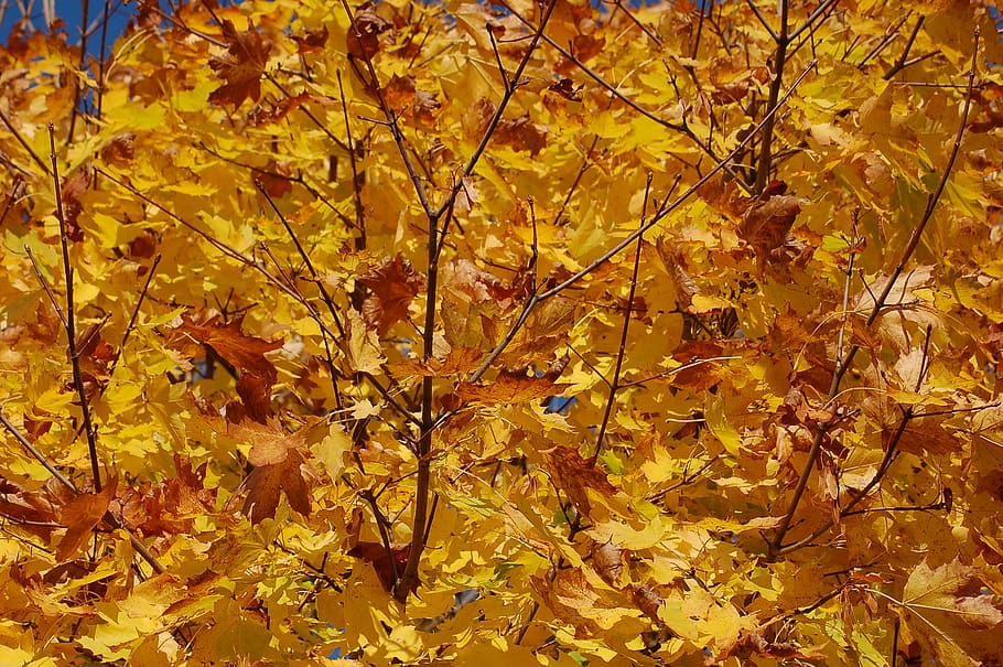 leaf, plant, tree, maple, maple leaf, nature, forest, maple leaves HD wallpaper