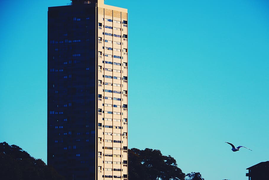 seagull, building exterior, architecture, built structure, sky HD wallpaper