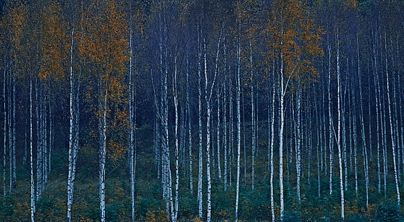 brown leafed trees, plant, birch, flora, grey, jeans, pants, clothing HD wallpaper