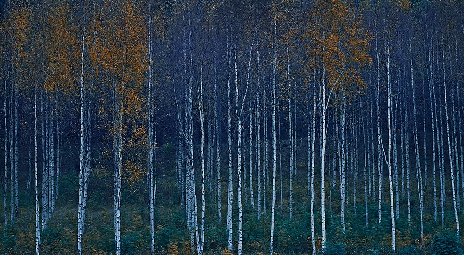 brown leafed trees, plant, birch, flora, grey, jeans, pants, clothing HD wallpaper