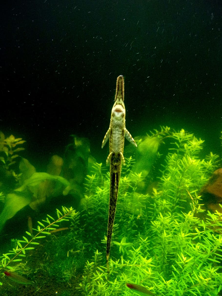 Twig Catfish in Aquarium, underbelly, feeding, small, hobby, color, HD wallpaper