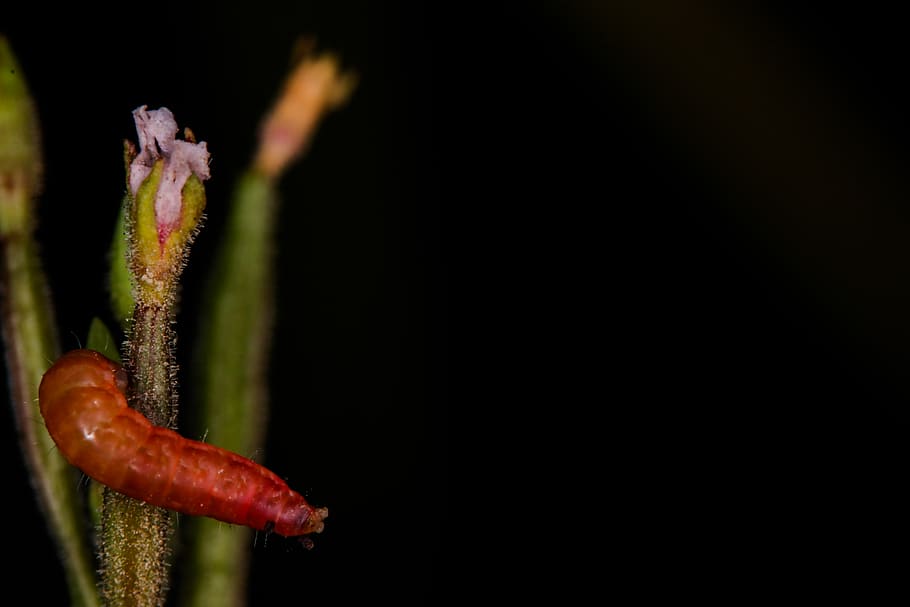 flower, bug, freshness, close-up, no people, copy space, studio shot HD wallpaper
