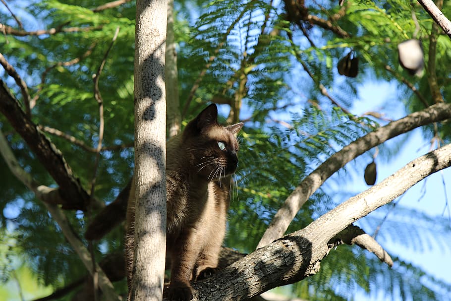 cat, siamese, eyes, tree, tree leaves, blue sky, mammal, animal HD wallpaper