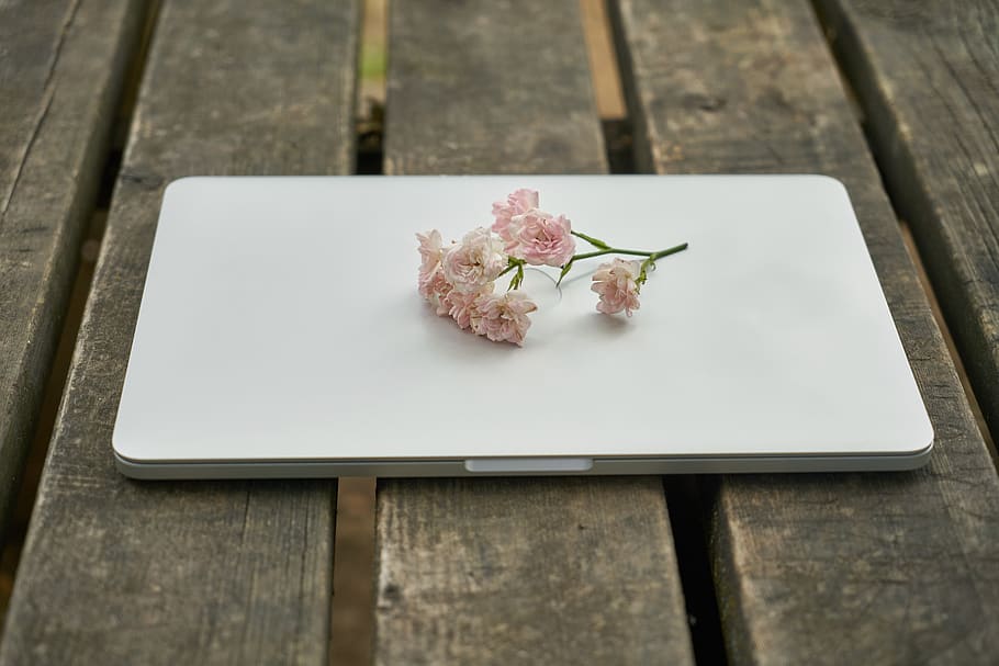 technology, computer, keyboard, flower, nature, work, the work HD wallpaper