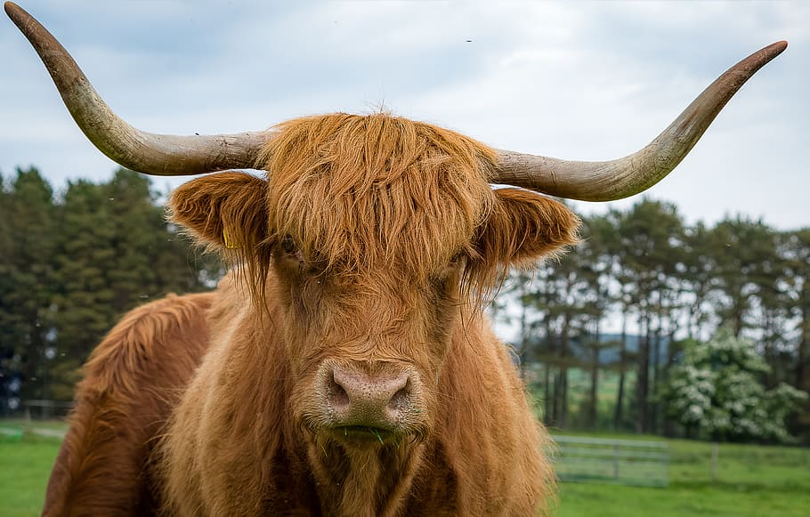 Highland Cattle 1080p, 2k, 4k, 5k Hd Wallpapers Free Download 